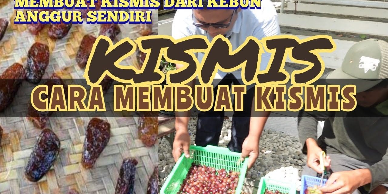 Bahan Dasar Pembuatan Kismis Dan Teknologi Pembuatannya