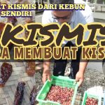 Bahan Dasar Pembuatan Kismis Dan Teknologi Pembuatannya