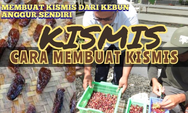 Bahan Dasar Pembuatan Kismis Dan Teknologi Pembuatannya