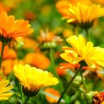 Manfaat Calendula Kuning Ampuh Dalam Penyembuhan Luka