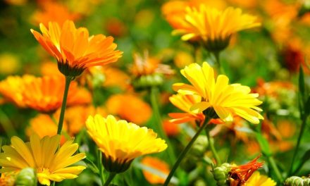 Manfaat Calendula Kuning Ampuh Dalam Penyembuhan Luka