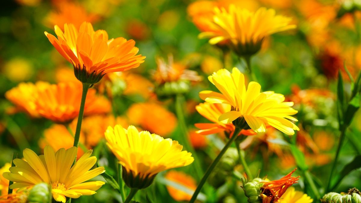 Manfaat Calendula