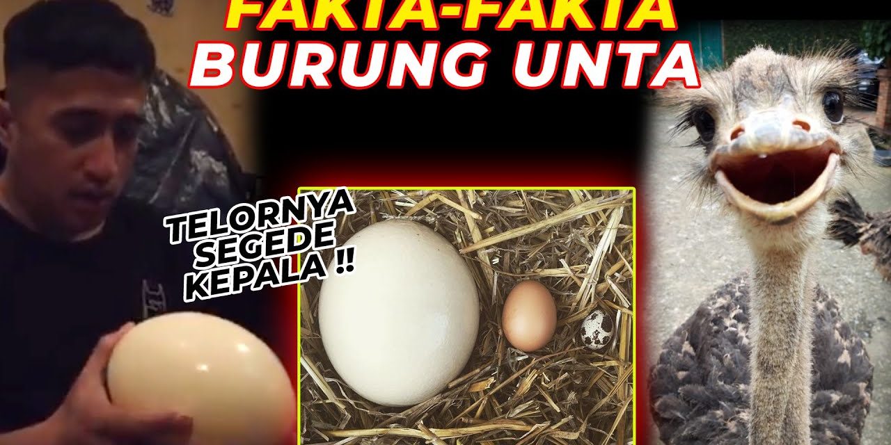 Fakta Menarik Burung Unta Punya Mata Lebih Besar Dari Otaknya