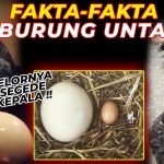 Fakta Menarik Burung Unta Punya Mata Lebih Besar Dari Otaknya
