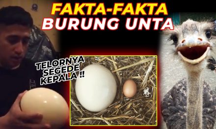 Fakta Menarik Burung Unta Punya Mata Lebih Besar Dari Otaknya