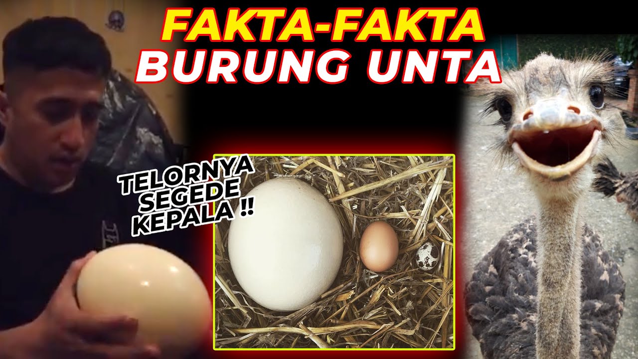 Fakta Menarik Burung
