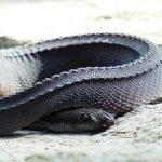 Ular Naga Jawa Salah Satu Spesies Reptil Unik Di Pulau Jawa