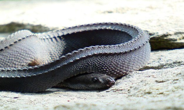 Ular Naga Jawa Salah Satu Spesies Reptil Unik Di Pulau Jawa