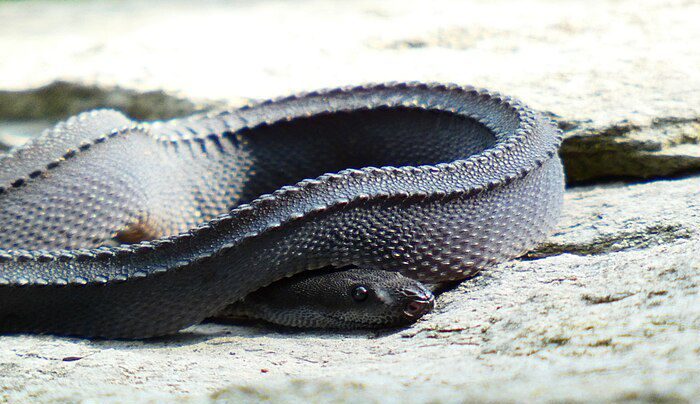 Ular Naga Jawa Salah Satu Spesies Reptil Unik Di Pulau Jawa