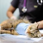 Manfaat Sterilisasi Kucing Dalam Perawatan Hewan Peliharaan
