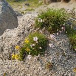 Fakta Mengejutkan Silene Stenophylla, Bunga Dari Zaman Es