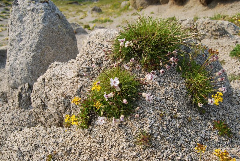 Fakta Mengejutkan Silene Stenophylla, Bunga Dari Zaman Es