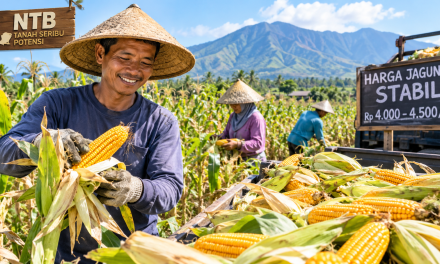 Petani Jagung Di NTB Panen Raya: Harga Stabil Di Pasaran